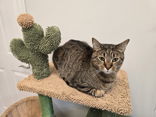 SAMMY - Tabby available for adoption