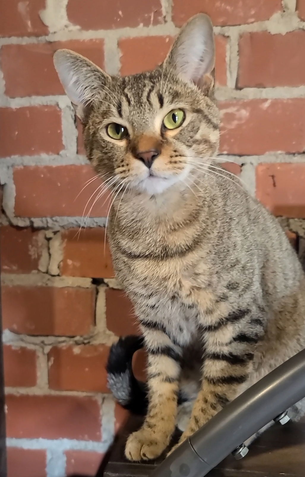 adoptable Cat in Locust Grove, GA named Sammy