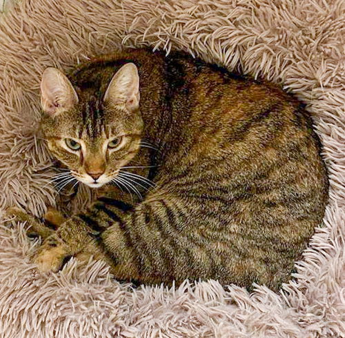 LOLLY - Tabby / Domestic Short Hair available for adoption