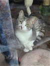 adoptable Cat in locust grove, GA named Emma
