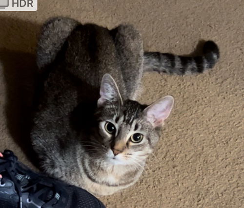 picture of the cat needing adoption