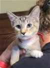 adoptable Cat in locust grove, GA named Candy