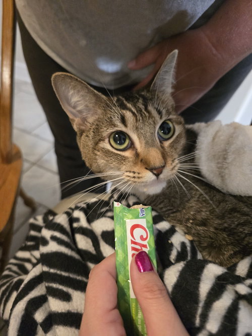 CANDY - Domestic Short Hair available for adoption