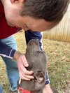 Ringo - Photo 6