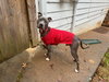 Ringo - Photo 3
