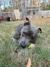 Ringo - Photo 5