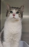 adoptable Cat in Locust Grove, GA named Ricky Ricardo