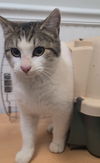 adoptable Cat in Locust Grove, GA named Lovey