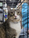 adoptable Cat in Locust Grove, GA named Moose