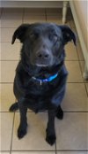 adoptable Dog in locust grove, GA named Bahament