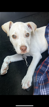 adoptable Dog in locust grove, GA named Ghost