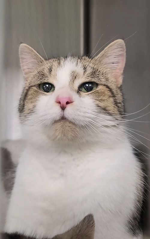 picture of the cat needing adoption