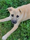 adoptable Dog in locust grove, GA named Crystal