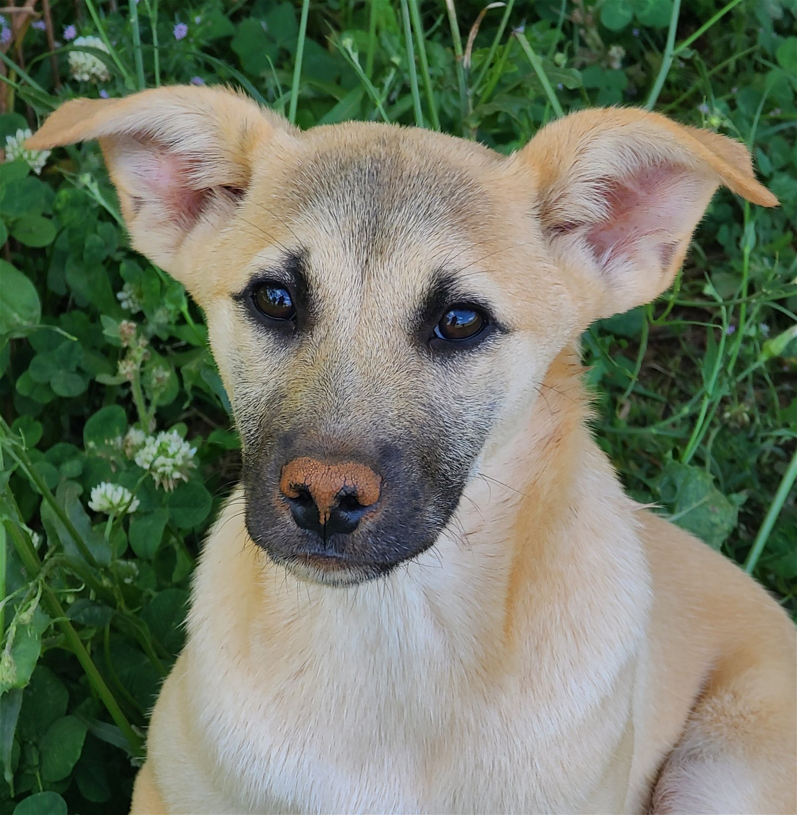 adoptable Dog in Locust Grove, GA named Crystal