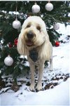 adoptable Dog in locust grove, GA named Burrow