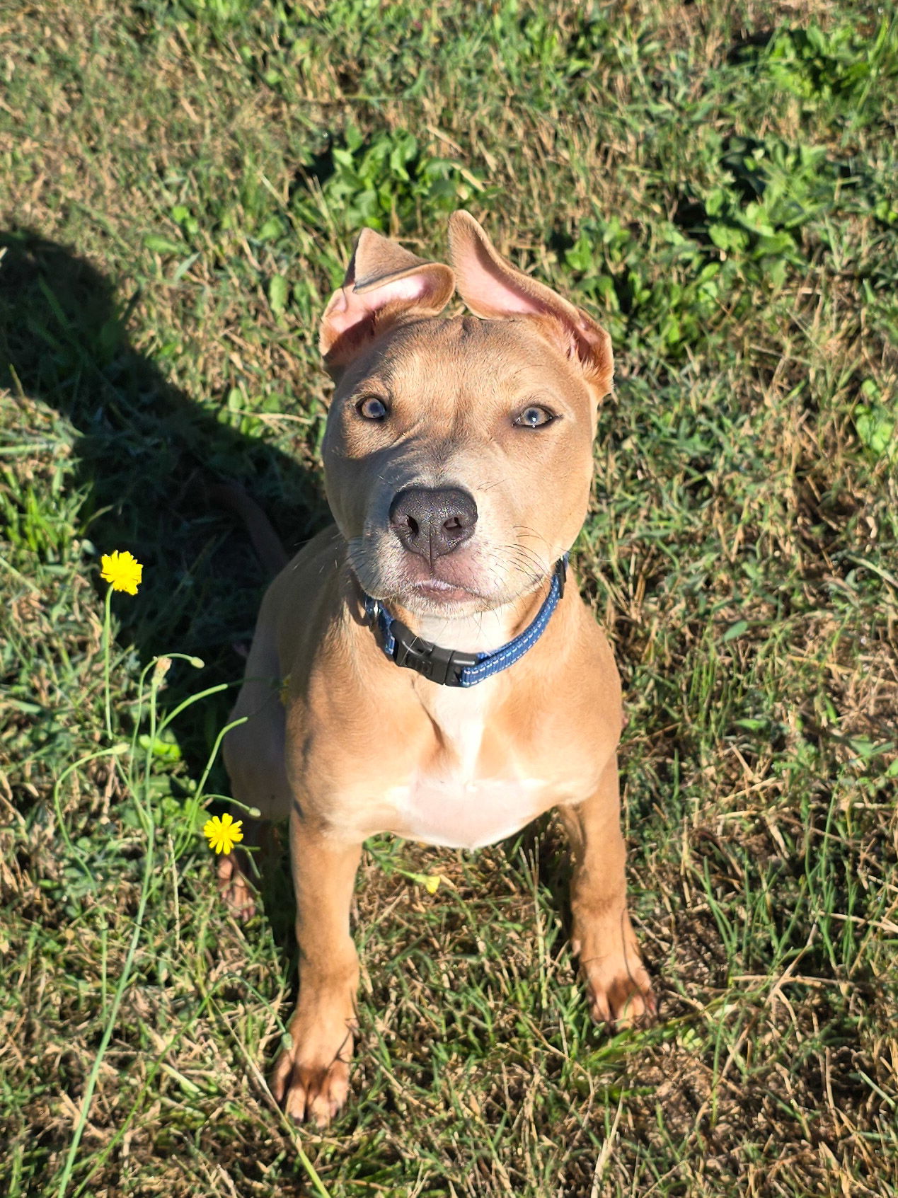 adoptable Dog in Locust Grove, GA named Harvey Spector