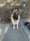 Atticus - CP - Photo 2
