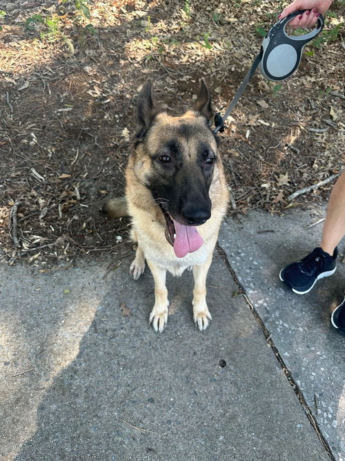 ATTICUS - CP - German Shepherd Dog available for adoption