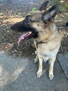 Atticus - CP - Photo 3
