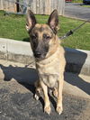 adoptable Dog in locust grove, GA named Atticus