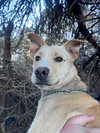 Pogo - CP - Photo 5
