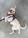 Pogo - CP - Photo 2