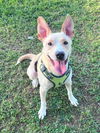 adoptable Dog in  named Pogo