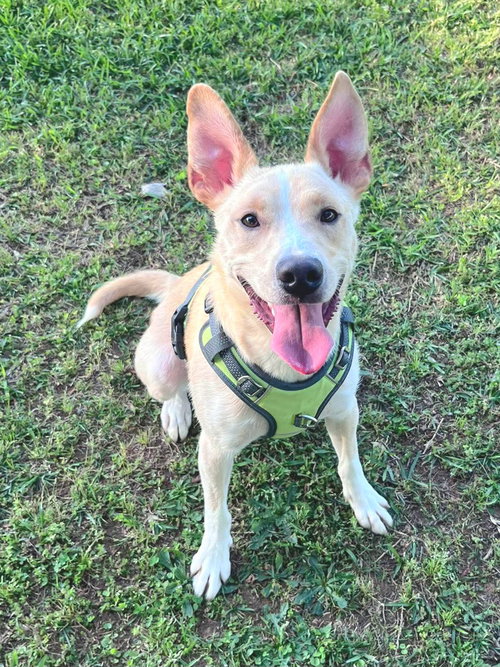 picture of the dog needing adoption