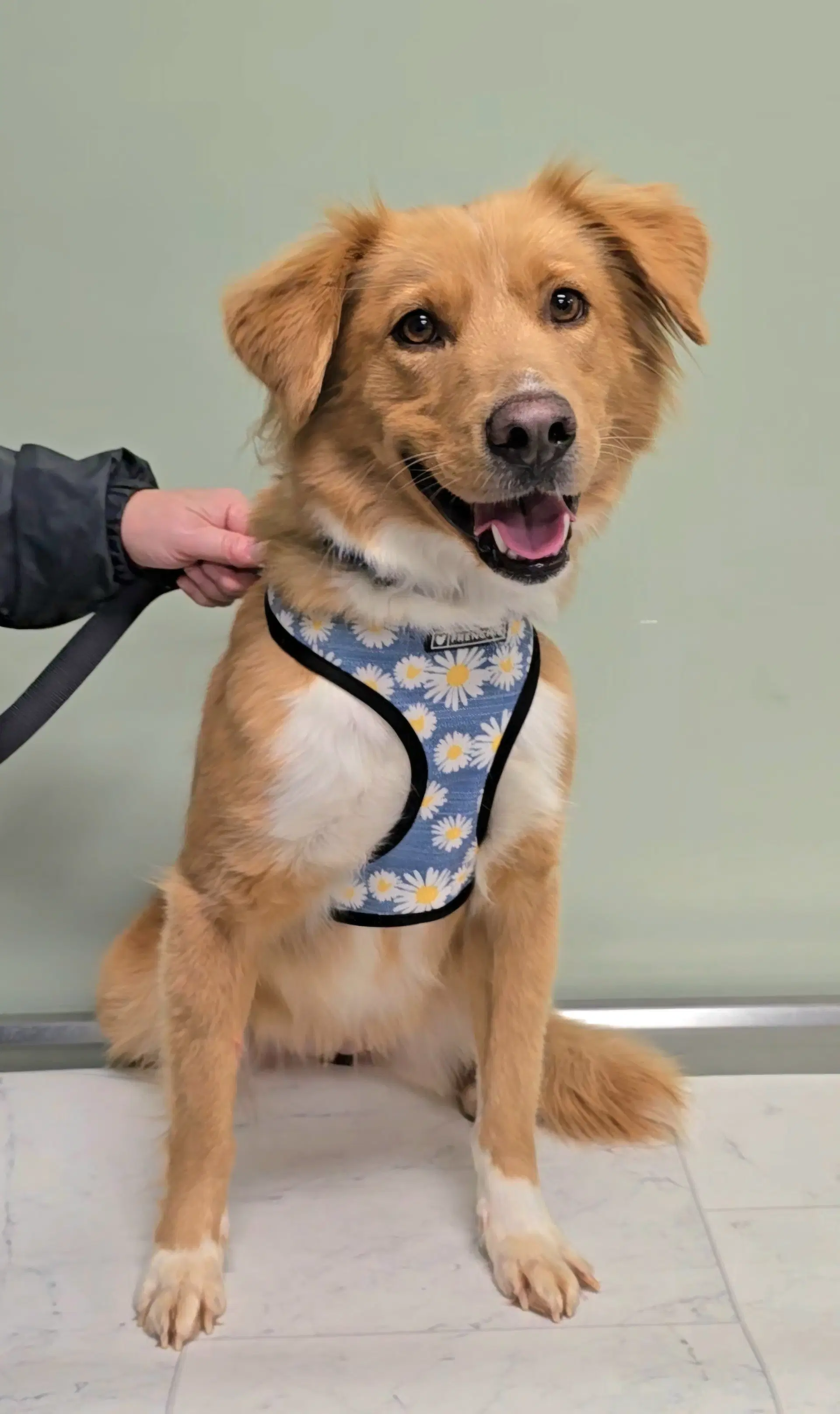 Lucy - American Pit Bull Terrier, Boxer, Chow Chow and Llewellin Setter