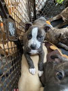 Bella - Photo 24