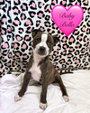 Bella - Photo 22
