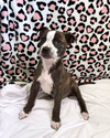 Bella - Photo 23
