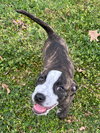 Bella - Photo 18