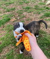Bella - Photo 21
