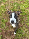 Bella - Photo 10