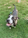 Bella - Photo 15