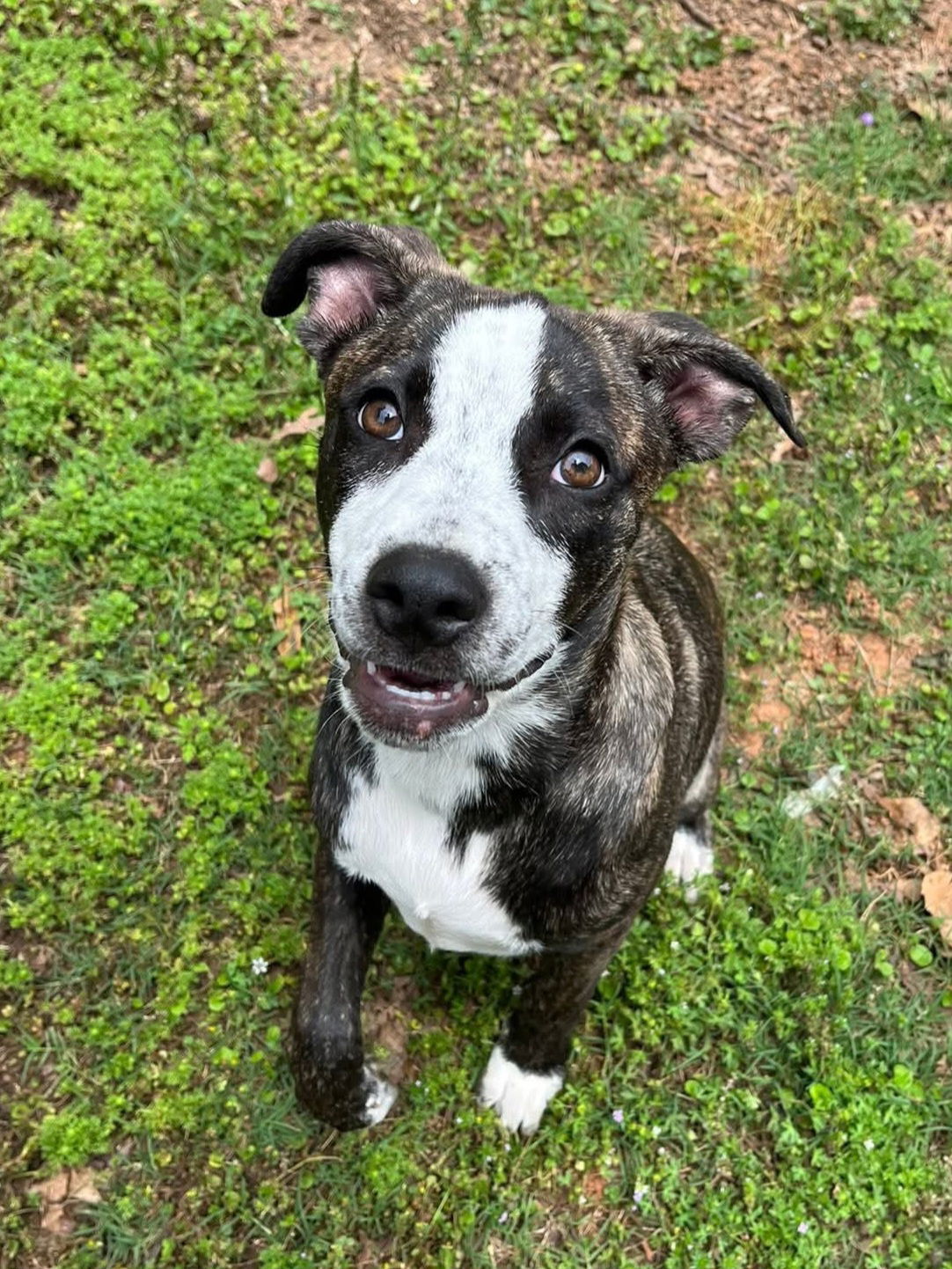 adoptable Dog in Locust Grove, GA named Bella