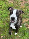 adoptable Dog in locust grove, GA named Bella