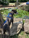 Bella - Photo 8