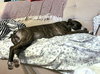 Bella - Photo 14