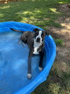 Bella - Photo 7