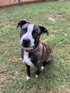Bella - Photo 3