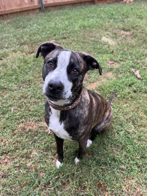 picture of the dog needing adoption