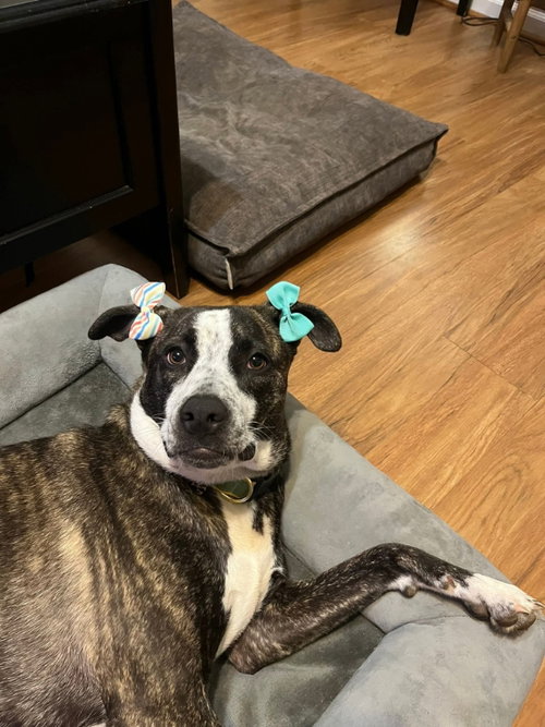 BELLA - American Staffordshire Terrier / German Shepherd Dog available for adoption