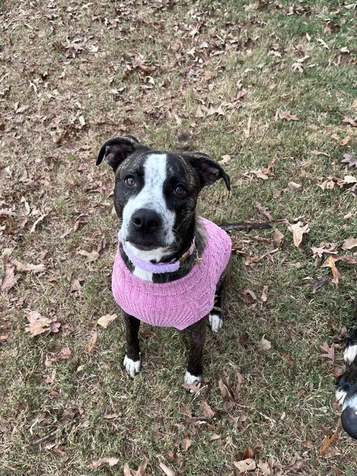 picture of the dog needing adoption