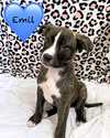 Emil - Photo 20