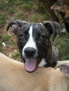 adoptable Dog in locust grove, GA named Emil
