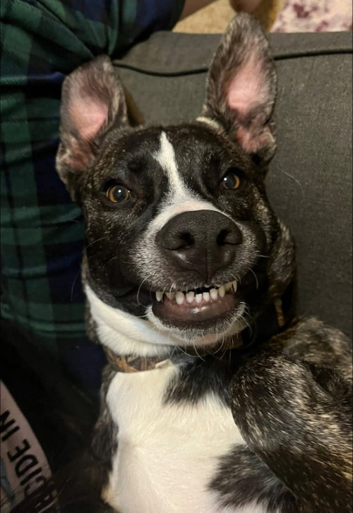 EMIL - American Staffordshire Terrier / German Shepherd Dog available for adoption