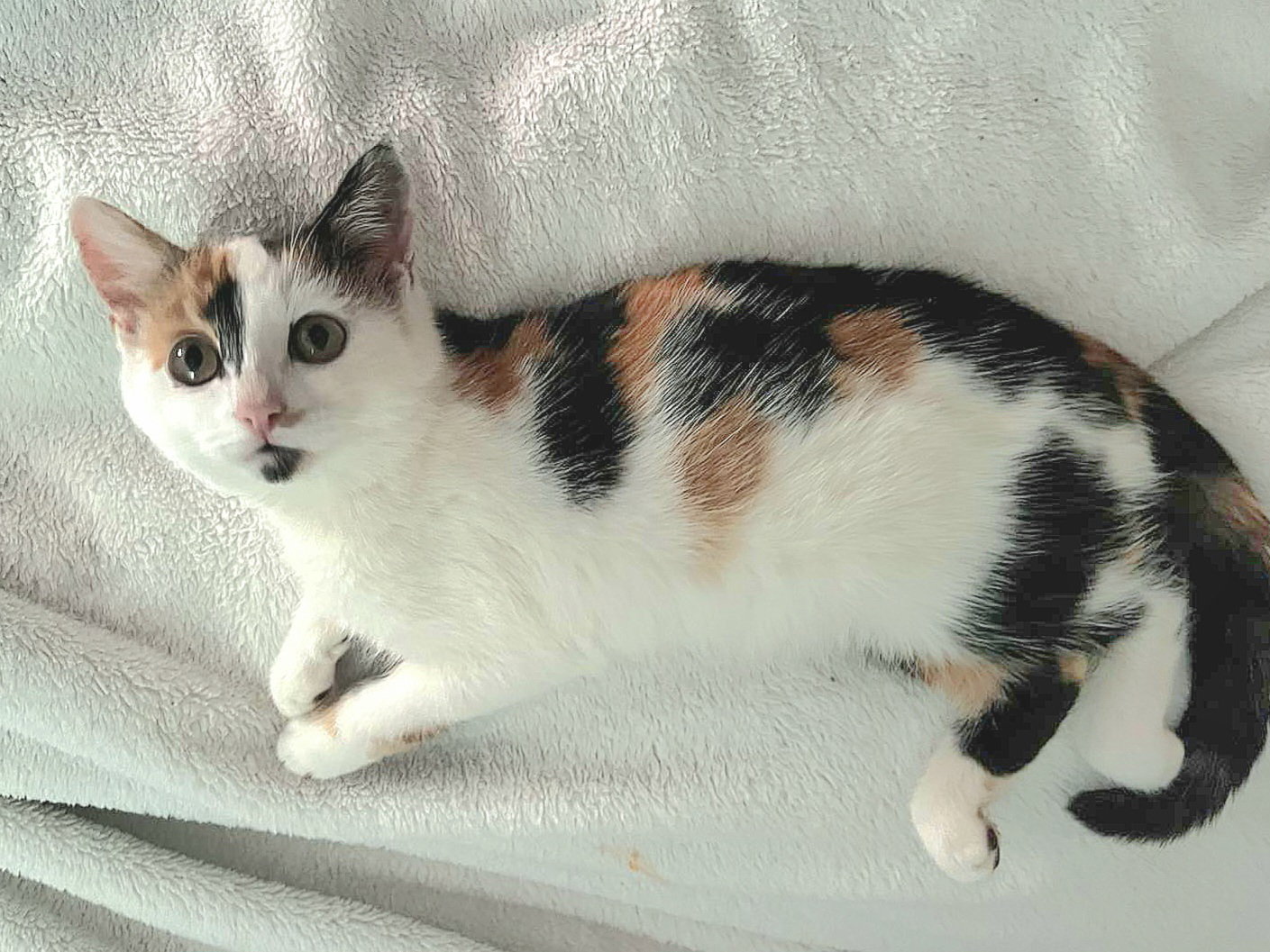 Pepper, photo 6
