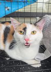 adoptable Cat in  named Pepper